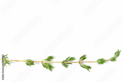 White background with a sprig of rosemary. Isolate on white.