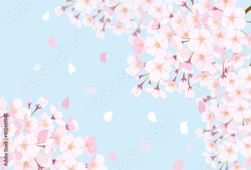 満開の桜の美しい背景素材 