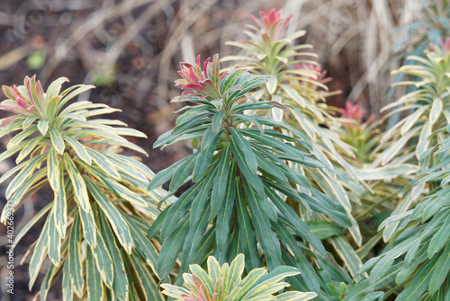 Ascot Rainbow Spurge or Flowering spurge. Dense, unique green foliage with creamy yellow margin and pink flush to red-marked flowerheads photo