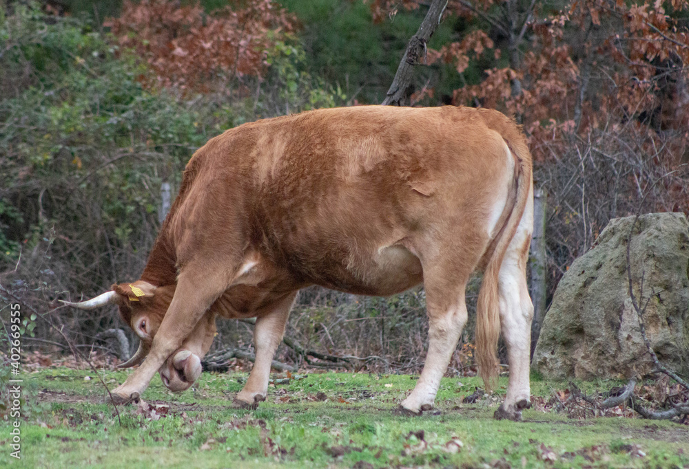 A female cow on the open field,A cow walks on a green meadow and grazes on a green meadow.Life in Nature , Wildlife , Cow in the countryside,Outdoors . A female cow on the open field,A cow walks on a green meadow and grazes on a green meadow.Life in Nature , Wildlife , Cow in the countryside,Outdoors .