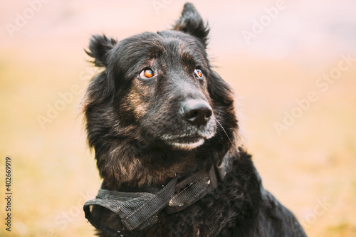 Close Up Beautiful Funny Black German Shepherd Alsatian Wolf Dog Portrait © Grigory Bruev