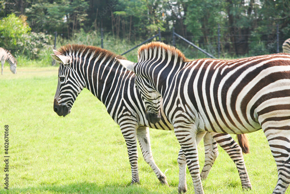 Zebras., Many zebras In a large open zoo Natural atmosphere Green grass and forest background. Zebras., Many zebras In a large open zoo Natural atmosphere Green grass and forest background.