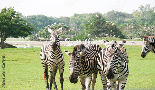 Zebras.  Many zebras In a large open zoo Natural atmosphere Green grass and forest background.