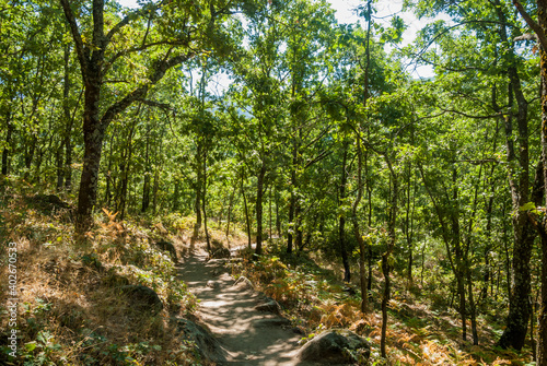 path in green oak grove