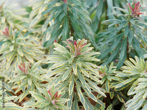 Tableau sur toile Euphorbia martinii or Martin’s Spurge ‘Ascot Rainbow’
