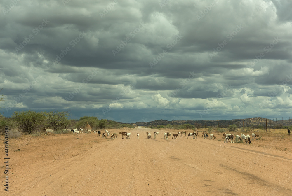 A herd of goats crossing the dirt road, Namibia A herd of goats crossing the dirt road, Namibia