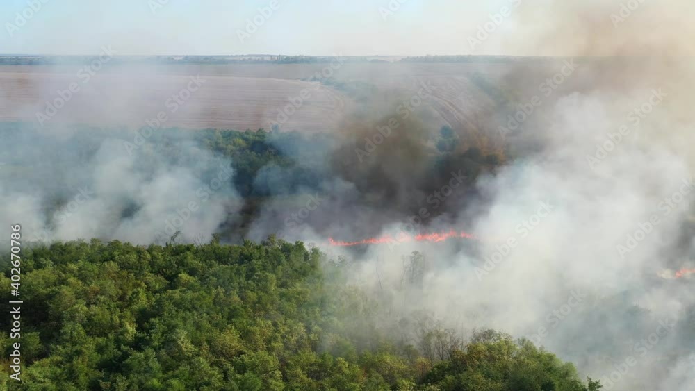 drone view, forest fire, tongues of red flame burn a green forest. swallow birds circle in gray smoke. accident drone view, forest fire, tongues of red flame burn a green forest. swallow birds circle in gray smoke. accident