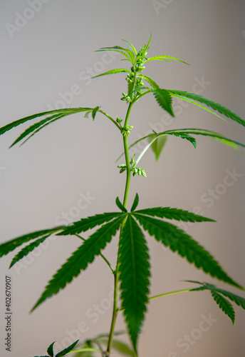 Young new cannabis plant growing. Cannabis in the budding and flowering stage. Male cannabis. Marijuana leaves  cannabis on a blurry background  beautiful background  indoor cultivation