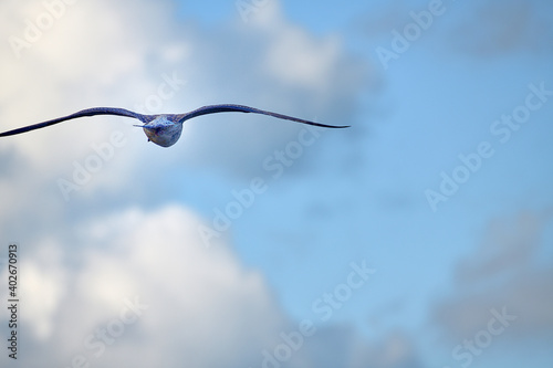 Voyage à vol d'oiseau