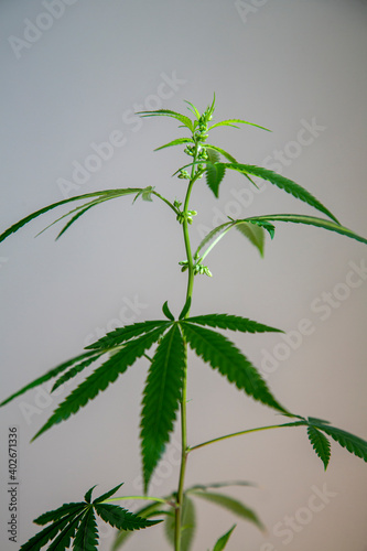 Young new cannabis plant growing. Cannabis in the budding and flowering stage. Male cannabis. Marijuana leaves  cannabis on a blurry background  beautiful background  indoor cultivation