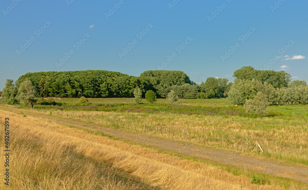 Sunny fields with trees under a clear blue sky in Kalkense Meersen nature reserve, Flanders, Belgium