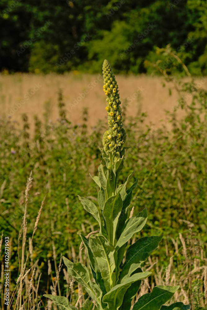 Great mullein about to flower, selective focus - Verbascum thapsus 
