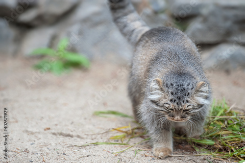 Canvas Print Pallas's cat (Otocolobus manul)
