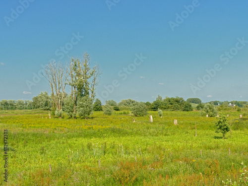 Sunny meadow with trees under a clear blue sky in Kalkense Meersen nature reerve, Flanders, Belgium photo