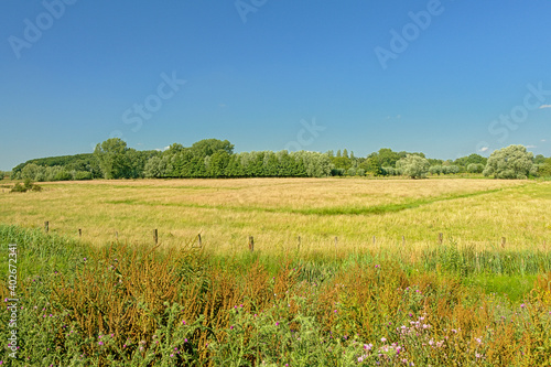 Sunny meadow with trees under a clear blue sky in Kalkense Meersen nature reerve, Flanders, Belgium photo