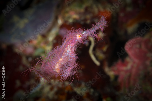 Rough snout hairy pink ghost pipefish on coral reef (
Solenostomus paegnius) photo