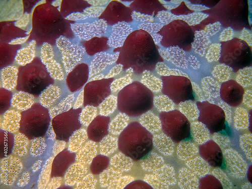 Honeycomb Cushion Star (Pentaceraster alveolatus) photo