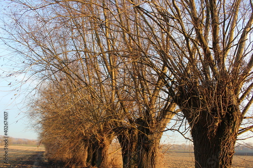 Fototapeta Naklejka Na Ścianę i Meble -  Sielski widok