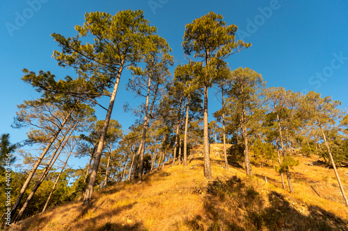 pine trees in foothills of himalaya india photo