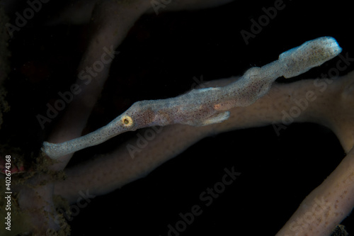 Velvet ghostpipefish - Solenostomus sp.