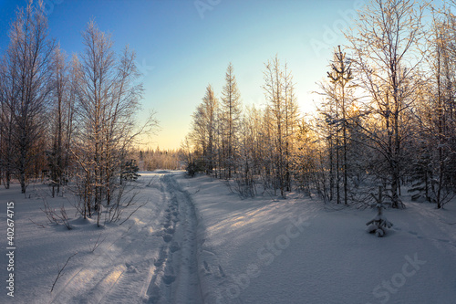 Winter landscape, winter frosty evening forest, shrouded in the rays of the setting sun. © Nikolay Beletskiy