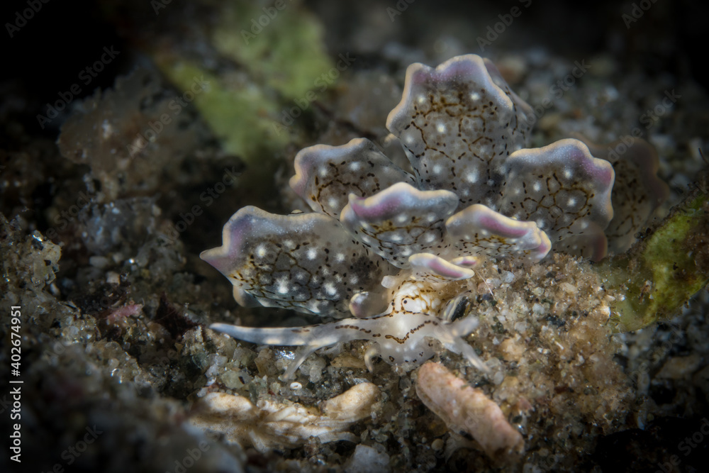 Cyerce sp Nudibranch on coral reef