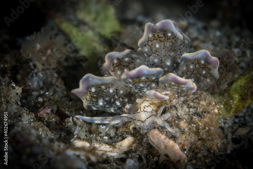 Cyerce sp Nudibranch on coral reef