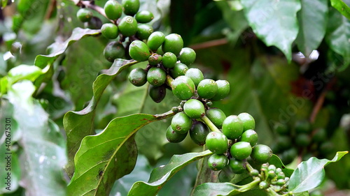 eine Kaffeepflanze der Sorte Coffea arabica mit grünen Bohnen, Plantage auf Kuba