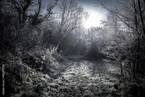 fog in the woods