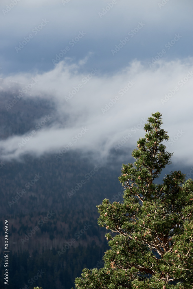Unity with nature and lonely sad tree. Nature of Caucasus. Single fluffy green pine tree grows on top of cliff and behind it dense coniferous forest and low lying fog makes its way through trees. Unity with nature and lonely sad tree. Nature of Caucasus. Single fluffy green pine tree grows on top of cliff and behind it dense coniferous forest and low lying fog makes its way through trees.