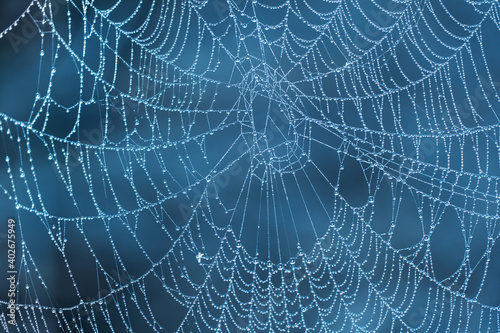 natural white spider web with morning dew water drop on blue background