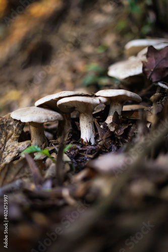 close-up of autumn mushrooms