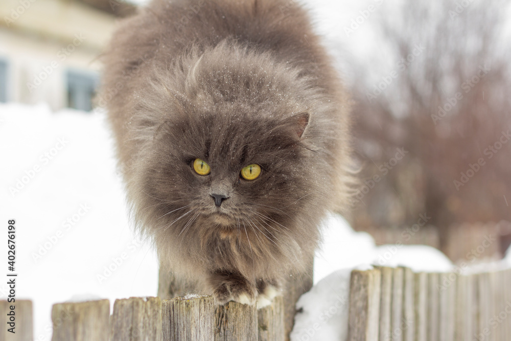 A fluffy gray cat sits on a wooden fence in winter.