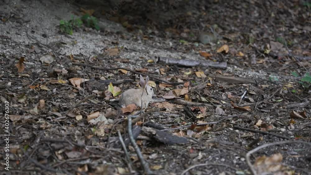 Okunoshima, Japan's Bunny Island. Cute baby rabbit on forest floor Okunoshima, Japan's Bunny Island. Cute baby rabbit on forest floor