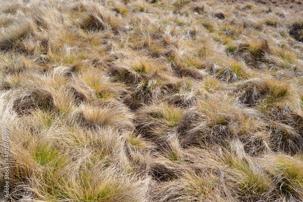 Dry grass, texture, backgraund perspective Dry grass, texture, backgraund perspective