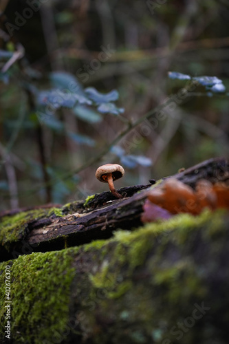 nature photo of a small mushroom in the foreground