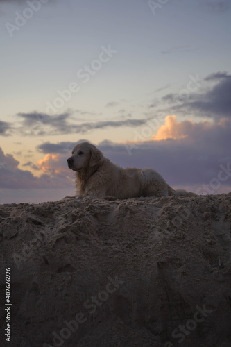 Golden retriever dog resting on the sand on the beach at sunset