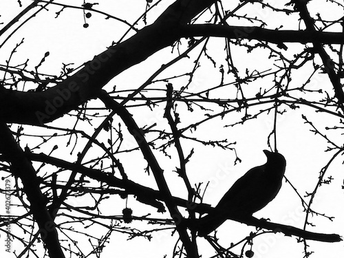 a crow on the branches, Black and white image of a crow on a branch