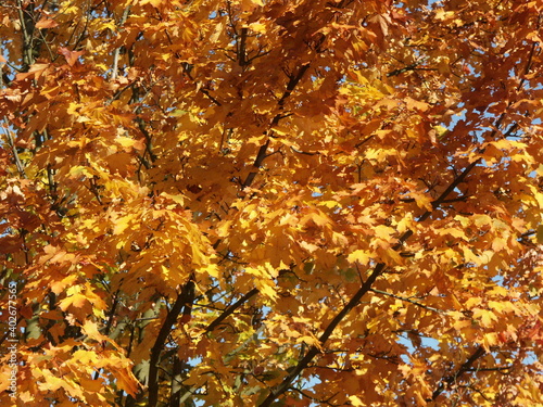 tree in sunlight in autumn season