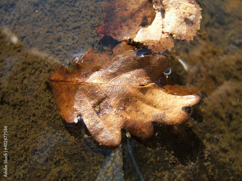 brown leaves in autumn in the water
