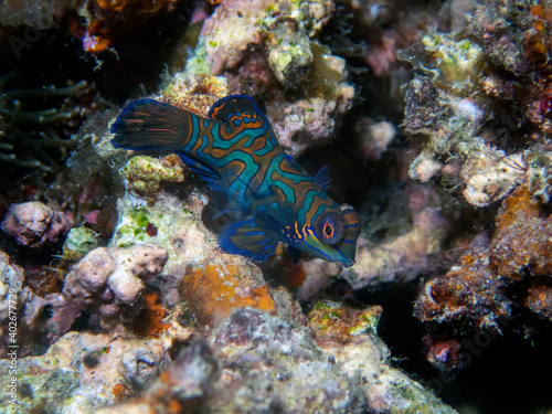 Colourful Madarinfish (Synchiropus splendidus) on a night dive in the Philippines