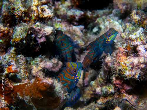 Colourful Madarinfish  Synchiropus splendidus  on a night dive in the Philippines
