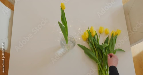Woman put fresh yellow tulips flowers into vase