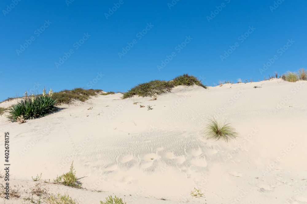BISCARROSSE (Landes, France), vue sur les dunes BISCARROSSE (Landes, France), vue sur les dunes