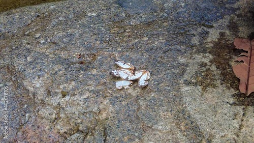 Group of Butterflies fly on the rocks stone in nature