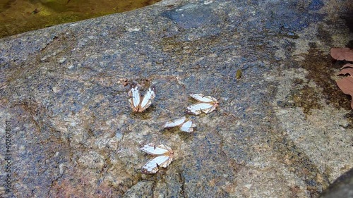 Group of Butterflies fly on the rocks stone in nature