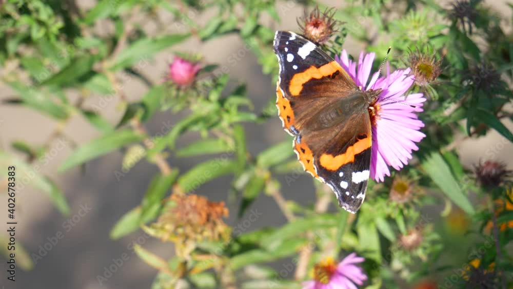 The admiral butterfly eats nectar on a pink daisy. The admiral butterfly eats nectar on a pink daisy.