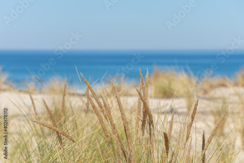 Fototapeta Naklejka Na Ścianę i Meble -  BISCARROSSE (Landes, France), vue sur les dunes