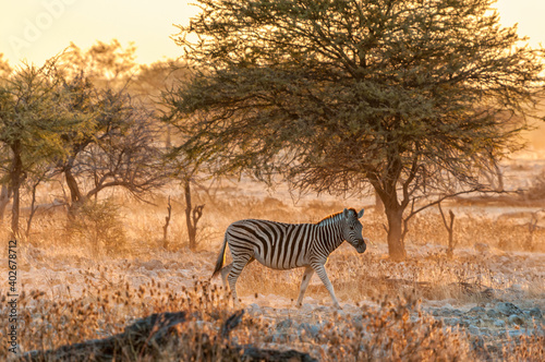 Burchells zebra walking at sunset