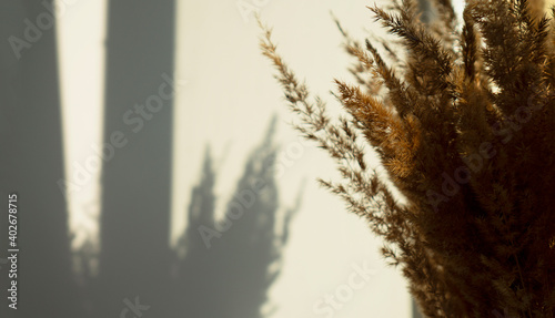 Dry pampas grass reed shadow on white wall. Minimal interior decor concept. Cozy home with dried fluffy plants in vase. Abstract silhouette of grass in sun light